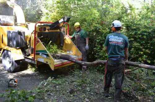 tree services College Park